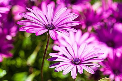 《inZOI（云族裔）》抢先体验版本上线一周，销量突破100万